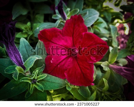 "Vibrant Red Star-Shaped Flower with Lush Green Leaves, Nature's Beauty in a Garden. Perfect for Eco-Themed Designs. High-Quality Stock Photo."