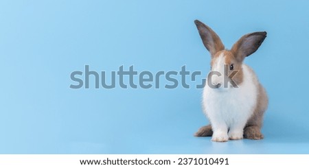 A healthy lovely baby bunny easter rabbit on blue background. Cute fluffy rabbit on blue background Lovely mammal with beautiful bright eyes in nature life. Animal Easter symbol concept.