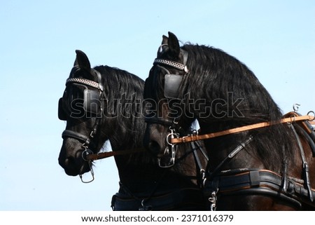 Pair of friesian horses with harness Royalty-Free Stock Photo #2371016379