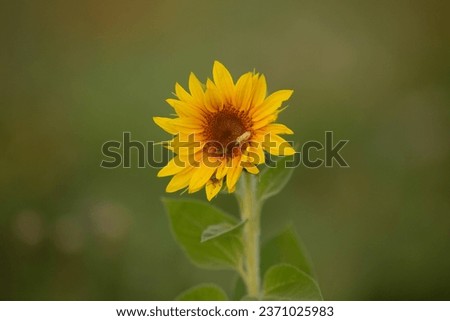 Sunflower in the field with green leaves. Sunflower natural background