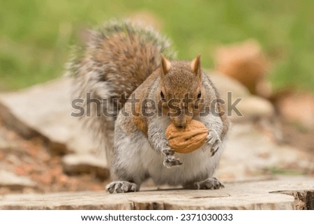 Isolated grey squirrel holding a nut