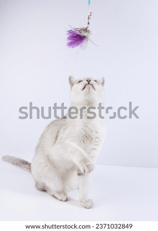 White or silver Burmilla breed cat playing with teaser toy
