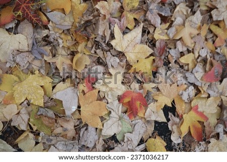 dried leaves that fell from the trees marks the coming of autumn season