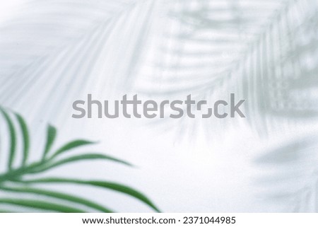 bayangan daun palm di background putih