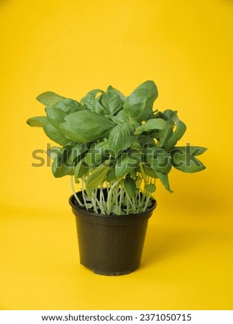 A beautiful pot with basil on a yellow background