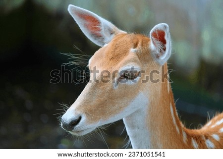 Selectiv-focus Picture of Brown Deer 
