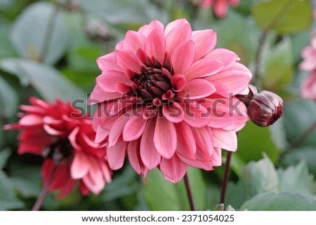 Dusky pink and burgundy decorative Dahlia 'Night Silence' in flower.  Royalty-Free Stock Photo #2371054025