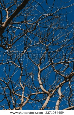 Textured tree branches on blue sky background bottom view