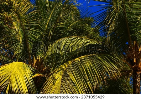 Large palm leaves in sunlight
