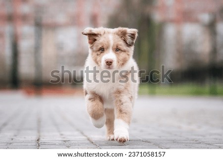 Outdoors action motion photo of beautiful brown red merle australian shepherd puppy running on camera, sport playground on the background Royalty-Free Stock Photo #2371058157