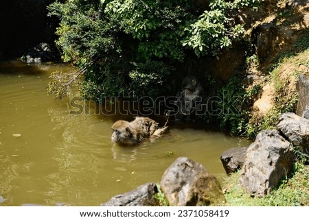 japanese ape monkey water park