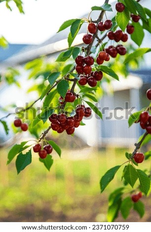 Ripe cherries in the garden. Selective focus. Food.