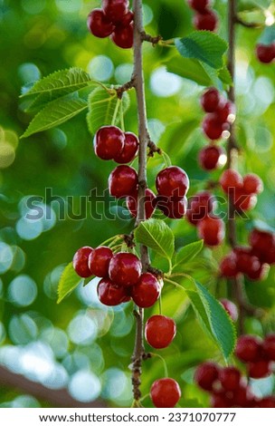 Ripe cherries in the garden. Selective focus. Food.