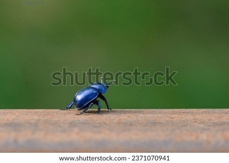 Anoplotrupes stercorosus on a walk in the forest Royalty-Free Stock Photo #2371070941
