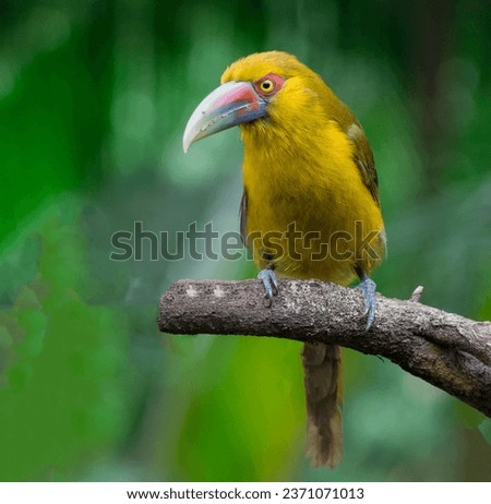 A cute beautiful bird is sitting on a tree branch