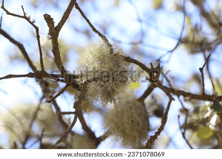 The branch with dried chestnut fruit with the colorful blurry background