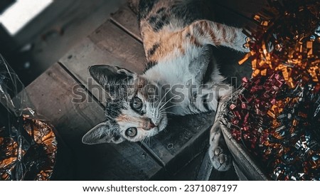 Beautiful cat picture animal photography street photography 