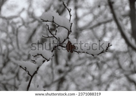 The branch of the tree with the fresh cover of snow and one dry brown leaf during the winter season