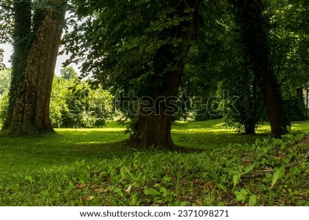 Abstract photograph of the park captured from ground level. Beautiful castle park, view of the park. Trees, grass, shade. Green nature background.