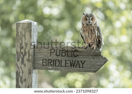 short eared owl perched sat on sign resting beautiful natural clean green background bokeh orange eyes feather looking staring prey hunter rare species British elusive portrait brown post