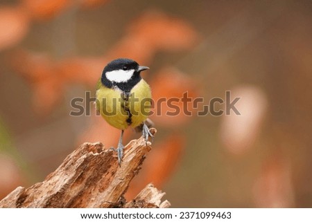 A beautiful great tit in autumn forest. Parus major. 