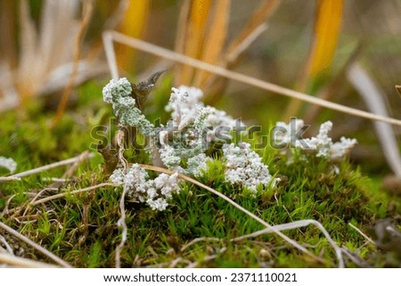 a strange plant growing from ordinary moss, close-up macro photography