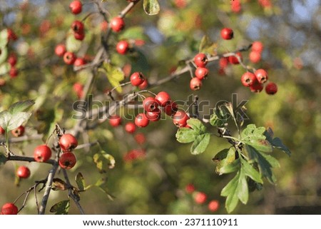 Hawthorn red berries grow on a bush Royalty-Free Stock Photo #2371110911