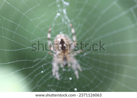 spider in spider web beautiful photo taken in macro lens.