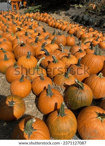 halloween pumpkin pictures,Farm ,Fall, market