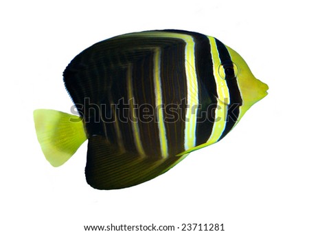 tropical reef fish isolated