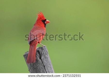 Northern Cardinal (Cardinalis cardinalis) male perched, Florida, USA Royalty-Free Stock Photo #2371132551