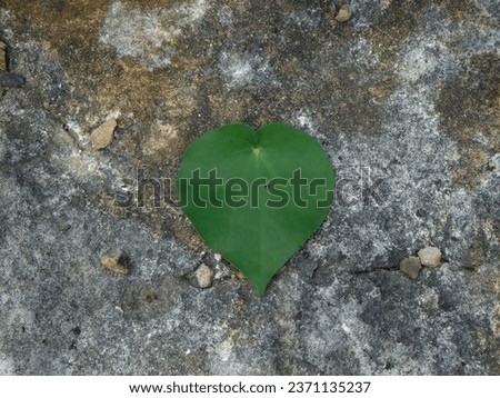 Heart shape leaf on rock background. 
 Royalty-Free Stock Photo #2371135237