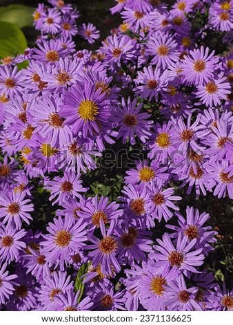 Alpine Aster (Aster alpinus) . Decorative garden plant with purple flowers. Beautiful perennial plant for rock garden. Royalty-Free Stock Photo #2371136625