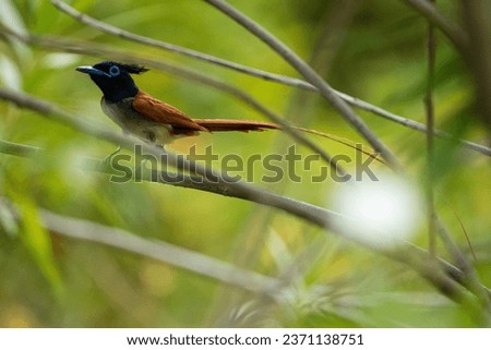 a beautiful adult rufous Indian Paradise Flycatcher 
