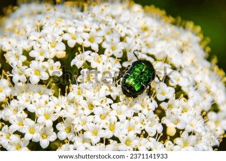 Wayfaring tree flowers, its scientific name is Viburnum lantana and rose chafer, its scientific name is Cetonia aurata Royalty-Free Stock Photo #2371141933