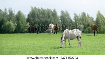 Horse herd grazing in pasture. Horses are free. Landscape, pasture. Sunlight. Summer pasture. Banner. Outdoors. Close-up Royalty-Free Stock Photo #2371150923