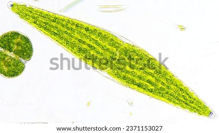 Freshwater phytoplankton under microscope. The species is probably closterium lunula. live cell. 100x microscpe magnification + camera zoom. Stacked photo Royalty-Free Stock Photo #2371153027