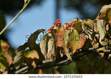 Flowering dogwood ( Cornus florida ) fruits. Cornaceae deciduous tree. The oval stone fruits ripen red from September to October.