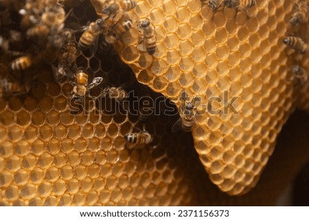 Worker Honey bees are busy bringing pollen and nectar to the hive while others build and maintain the structure. The comb inside is built in sheets with the leading edge forming a graceful curve. Royalty-Free Stock Photo #2371156373