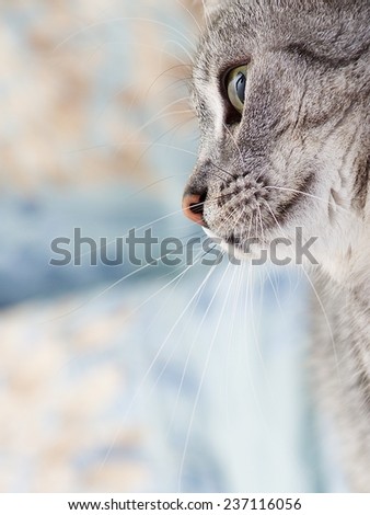 Portrait of young cat, Cat portrait close up, only head crop, cat in light brown and cream looking with pleading stare at the viewer with space for advertising and text, cat head