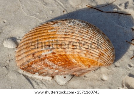 Picture of a seashell on the beach