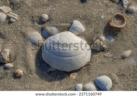 Picture of a seashell on the beach