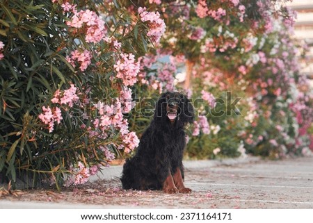 dog in pink oleander flowers outdoors. Gordon setter in nature Royalty-Free Stock Photo #2371164171