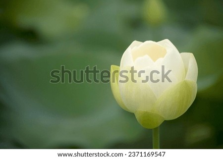 Image of Nelumbo nucifera flower, a perennial herbaceous aquatic plant propagated by rhizomes or seeds.