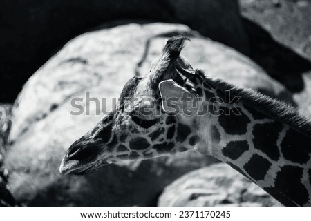 Black and white close-up of a Giraffe head in Utah Zoo enclosure. 