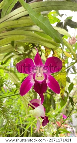 Dendrobium bigibbum - Cooktown Orchid. Dendrobium bigibbum, commonly known as the Cooktown orchid or mauve butterfly orchid, is an epiphytic or lithophytic orchid in the family Orchidaceae.