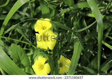Common yellow woodsorrel (Oxalis stricta) in bloom.