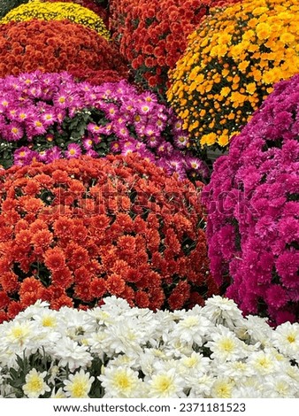Chrysanthemums blooming in full autumn colors