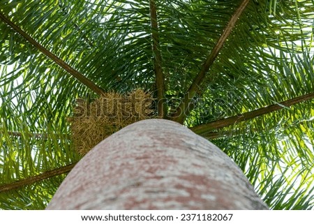 Perspective photograph of a palm tree seen from below. Royalty-Free Stock Photo #2371182067