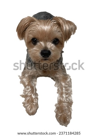 Cute puppy's picture , Yorkshire terrier